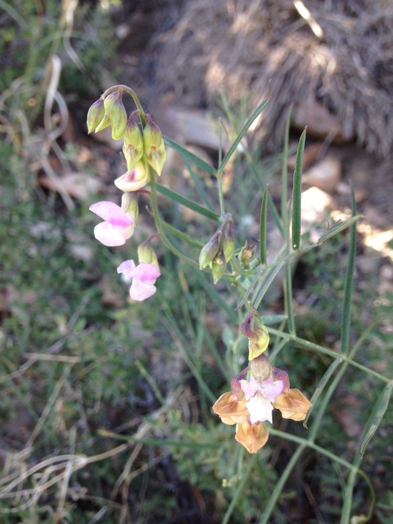 Grassleaf Pea photo 5