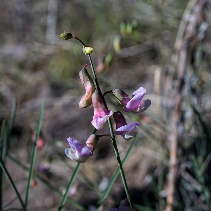 Grassleaf Pea photo 6