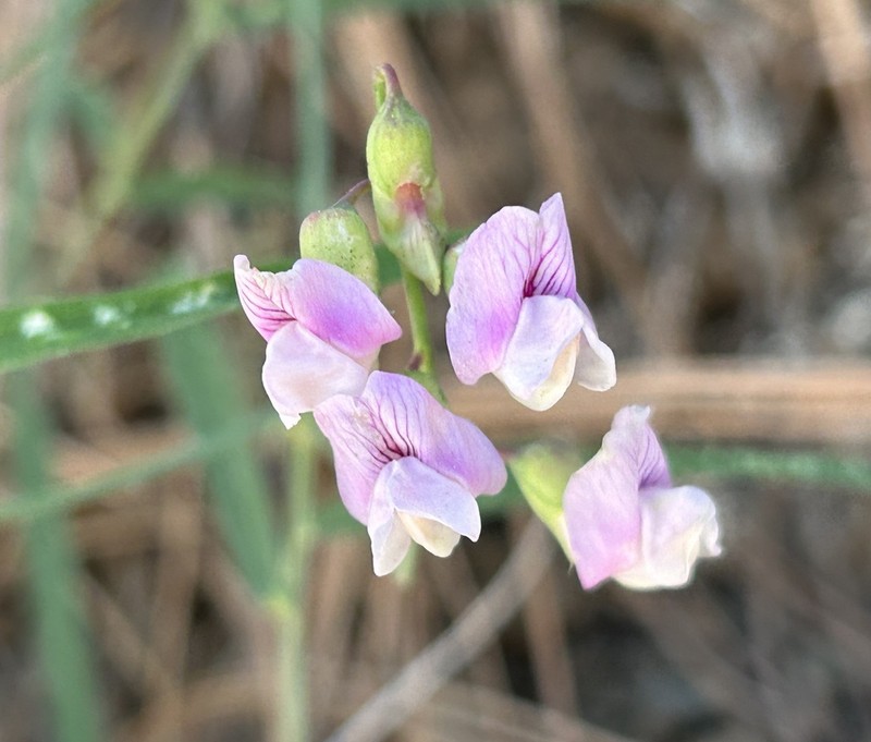 Grassleaf Pea photo 7