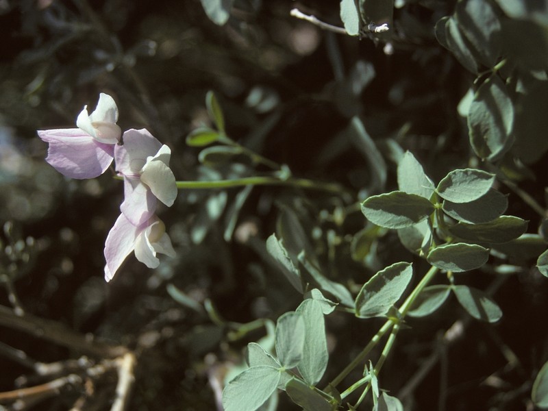 Grimes' Pea photo 3