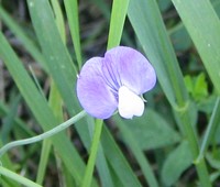 Caley Pea