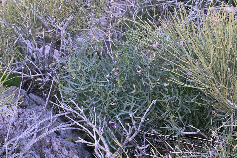 Bullfrog Mountain Pea