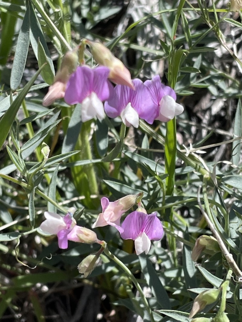 Bullfrog Mountain Pea photo 2
