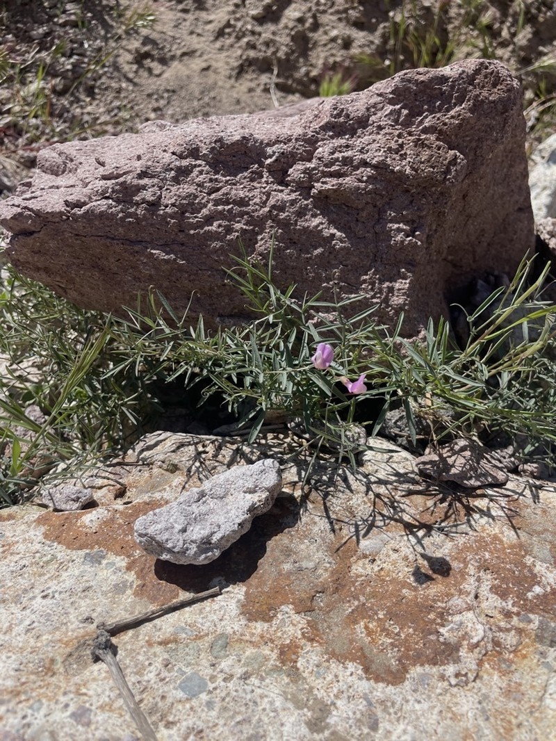 Bullfrog Mountain Pea photo 3