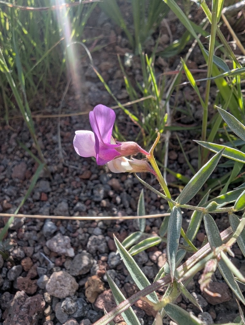 Bullfrog Mountain Pea photo 5