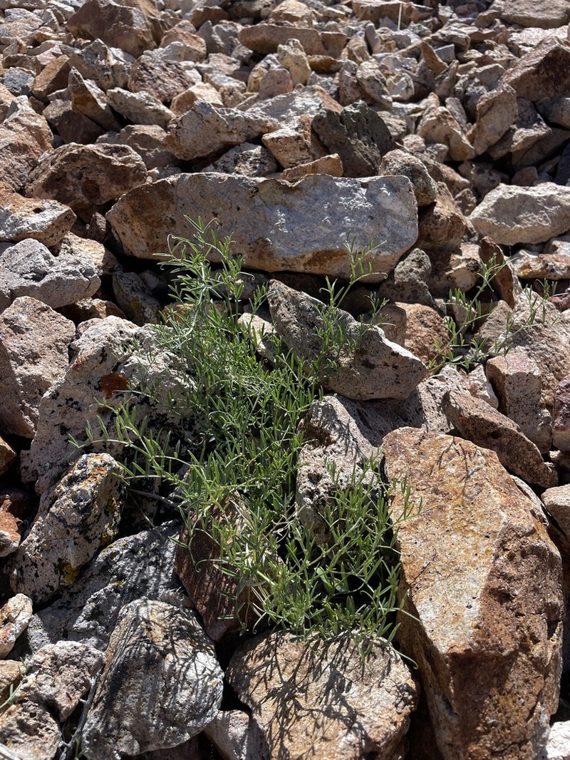 Bullfrog Mountain Pea photo 6