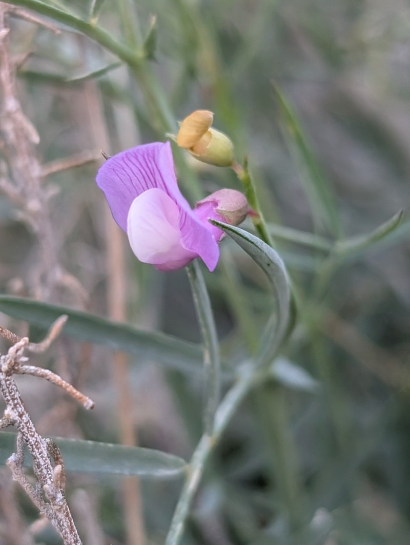 Bullfrog Mountain Pea photo 7