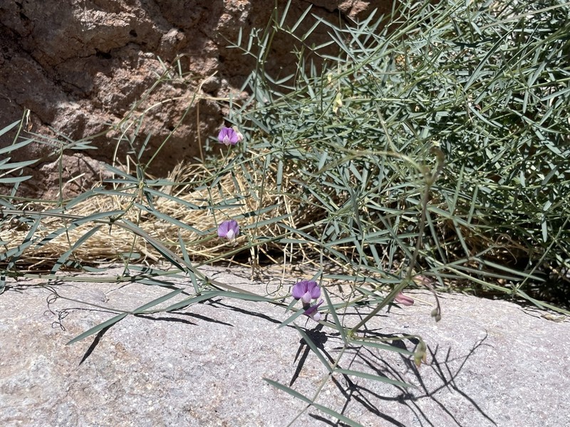 Bullfrog Mountain Pea photo 8