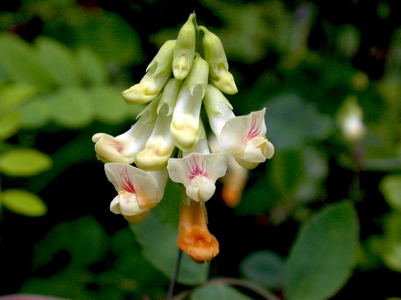 Thinleaf Pea