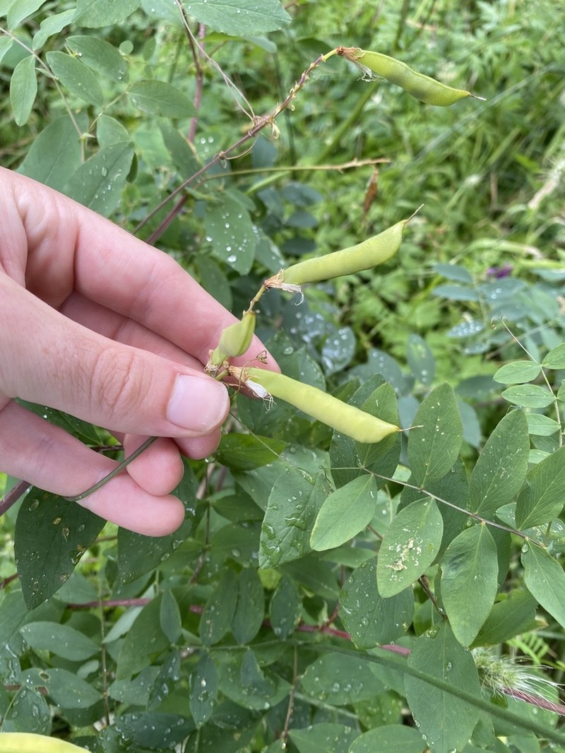 Thinleaf Pea