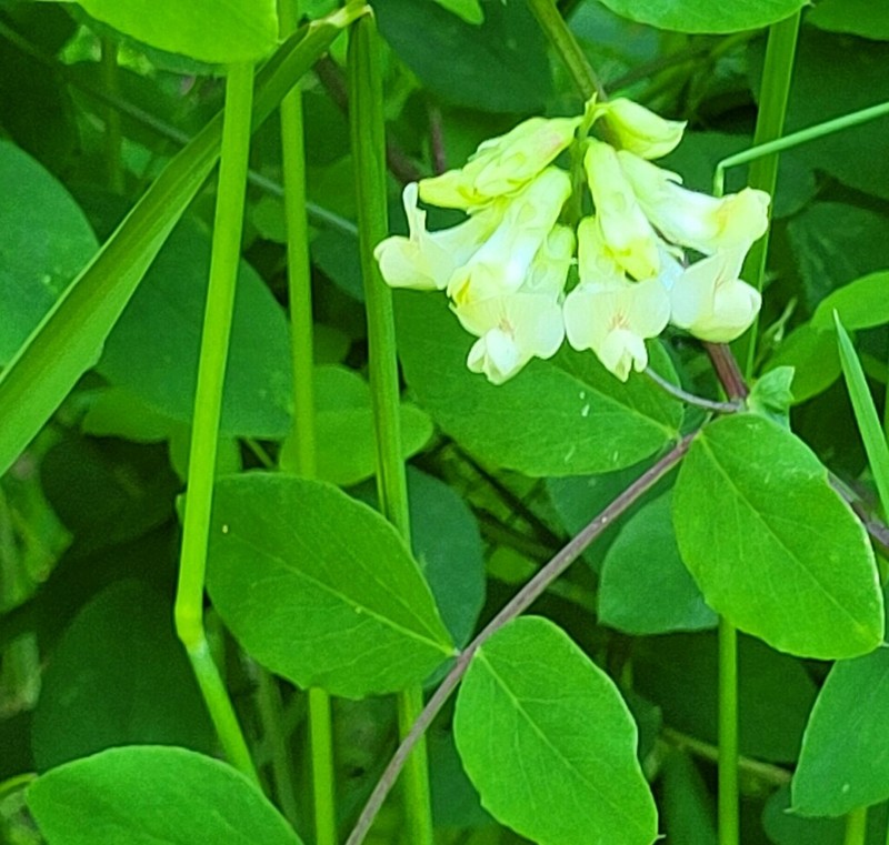 Thinleaf Pea photo 2