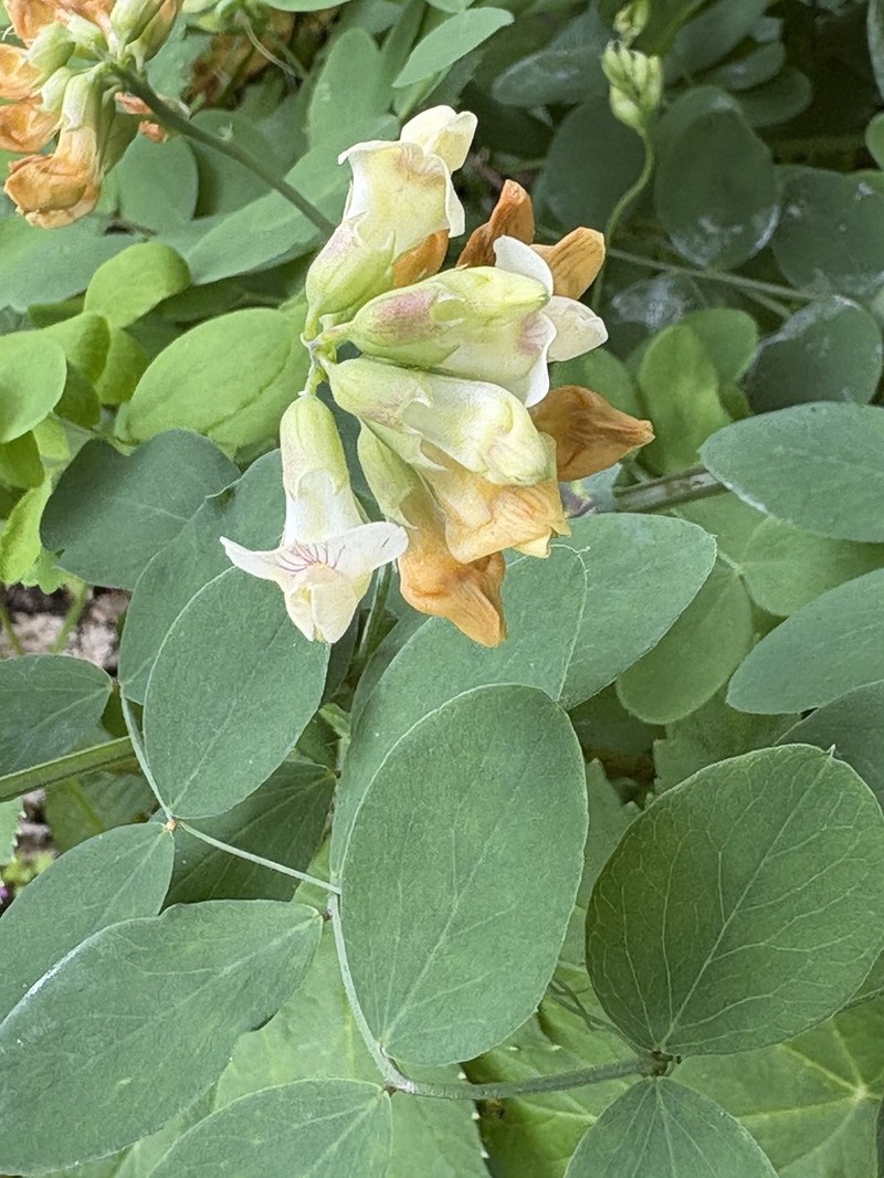 Thinleaf Pea photo 3