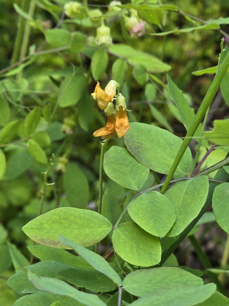Thinleaf Pea photo 4