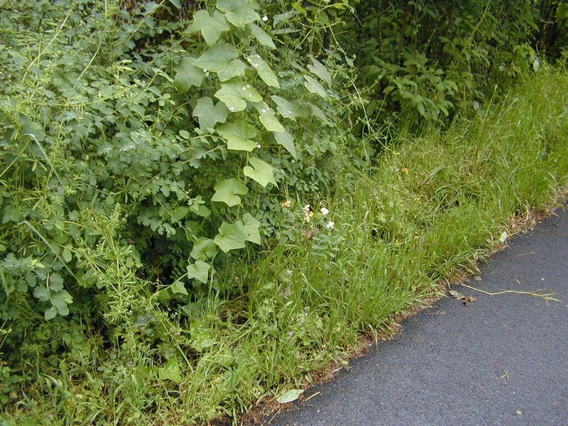 Thinleaf Pea photo 5