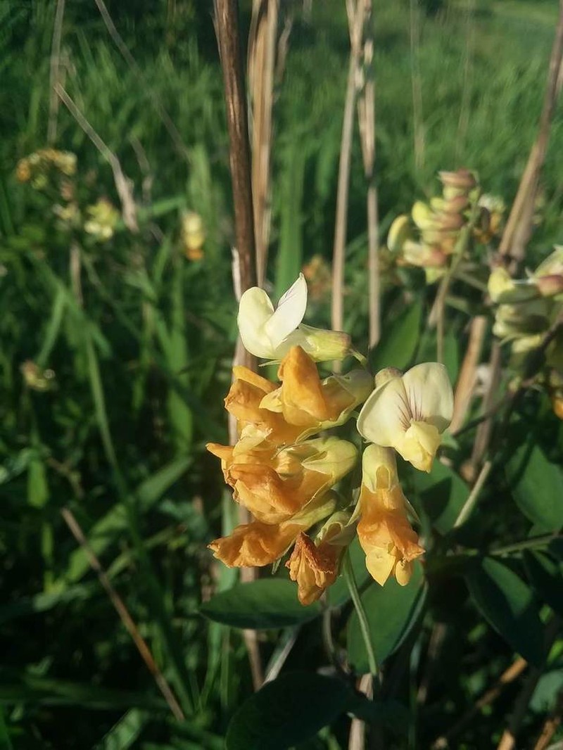 Thinleaf Pea photo 6