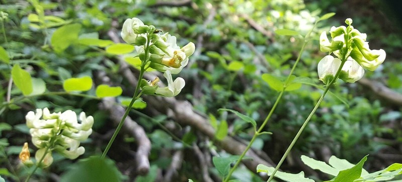 Thinleaf Pea photo 7