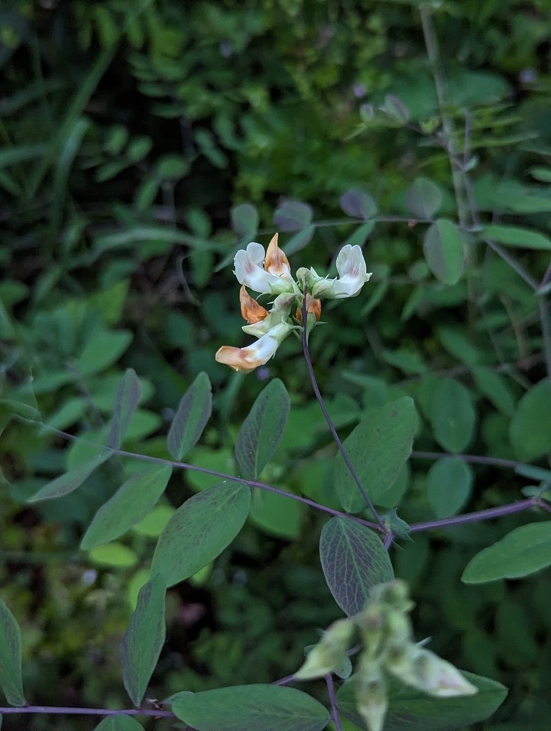 Thinleaf Pea photo 8