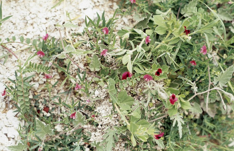Inconspicuous Pea photo 2
