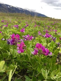 Beach Pea