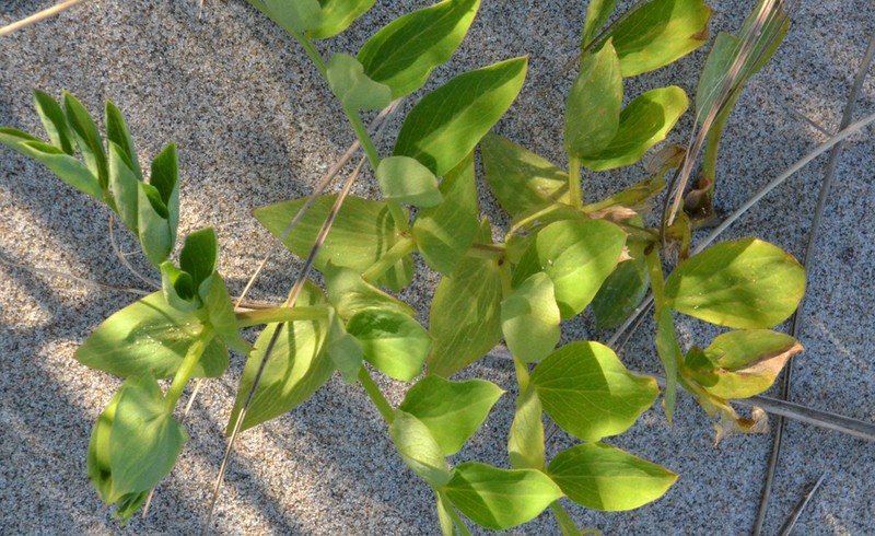 Beach Pea photo 2