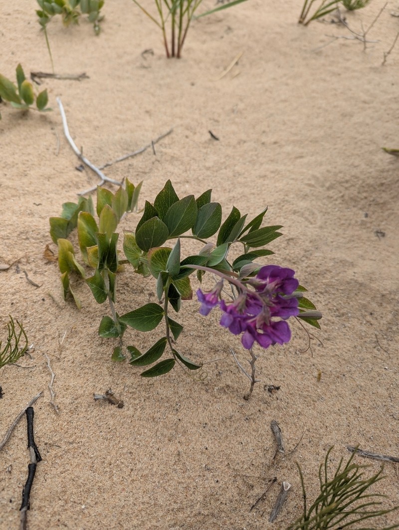 Beach Pea photo 3