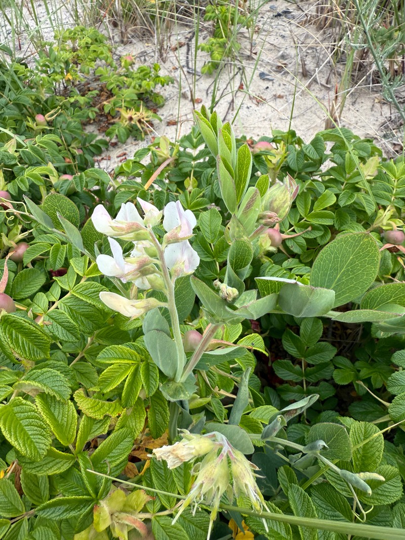Beach Pea photo 4