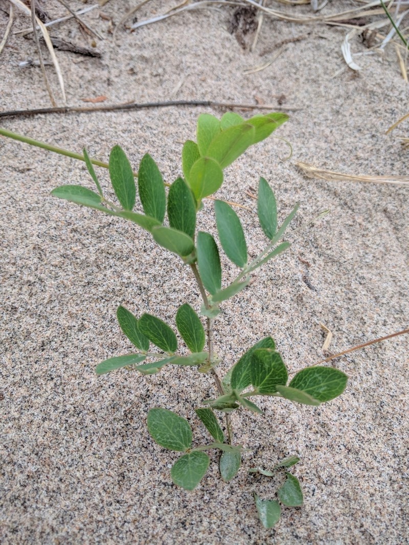 Beach Pea photo 5