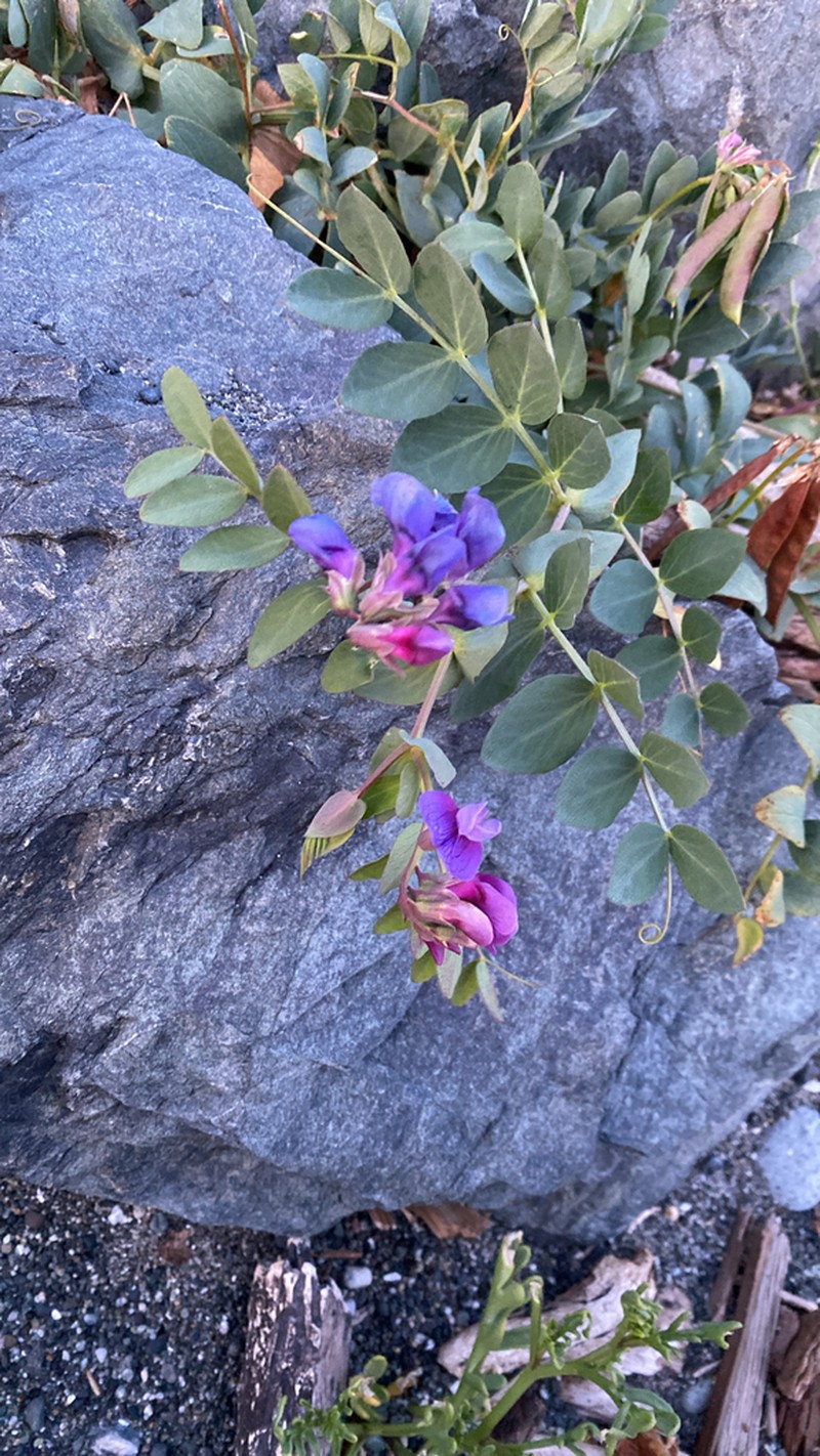 Beach Pea photo 6
