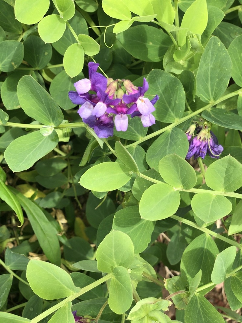 Beach Pea photo 7
