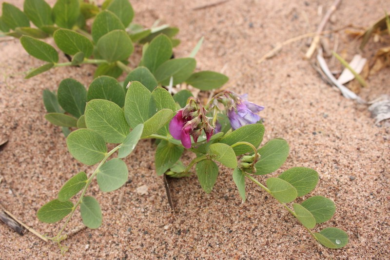 Beach Pea photo 8