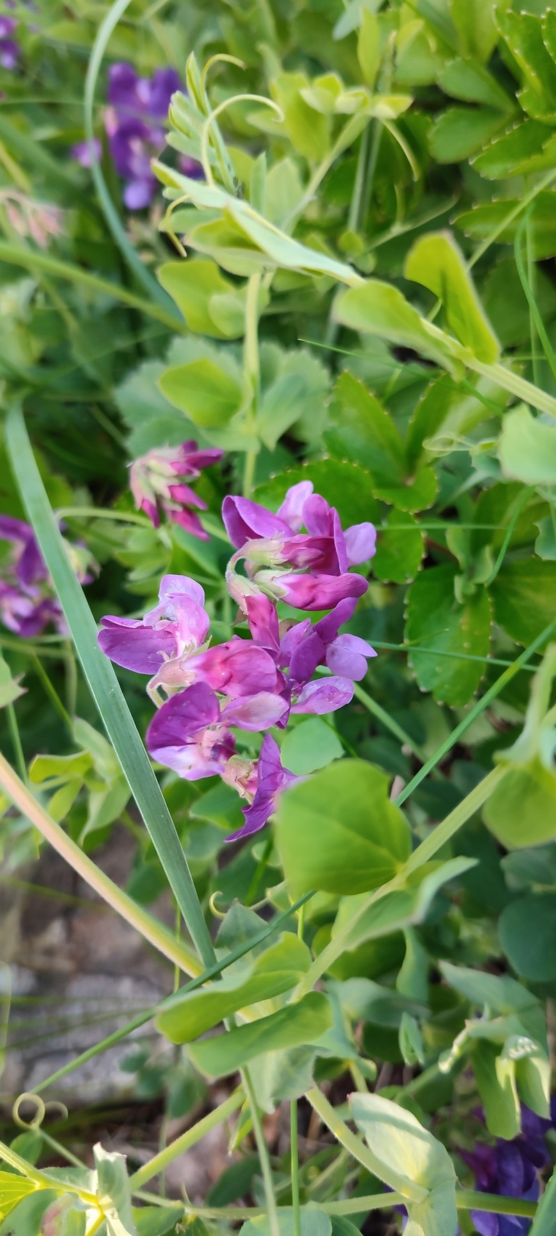 Lathyrus japonicus var. japonicus