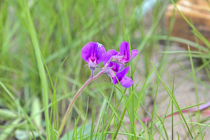 Lathyrus japonicus var. japonicus photo 2