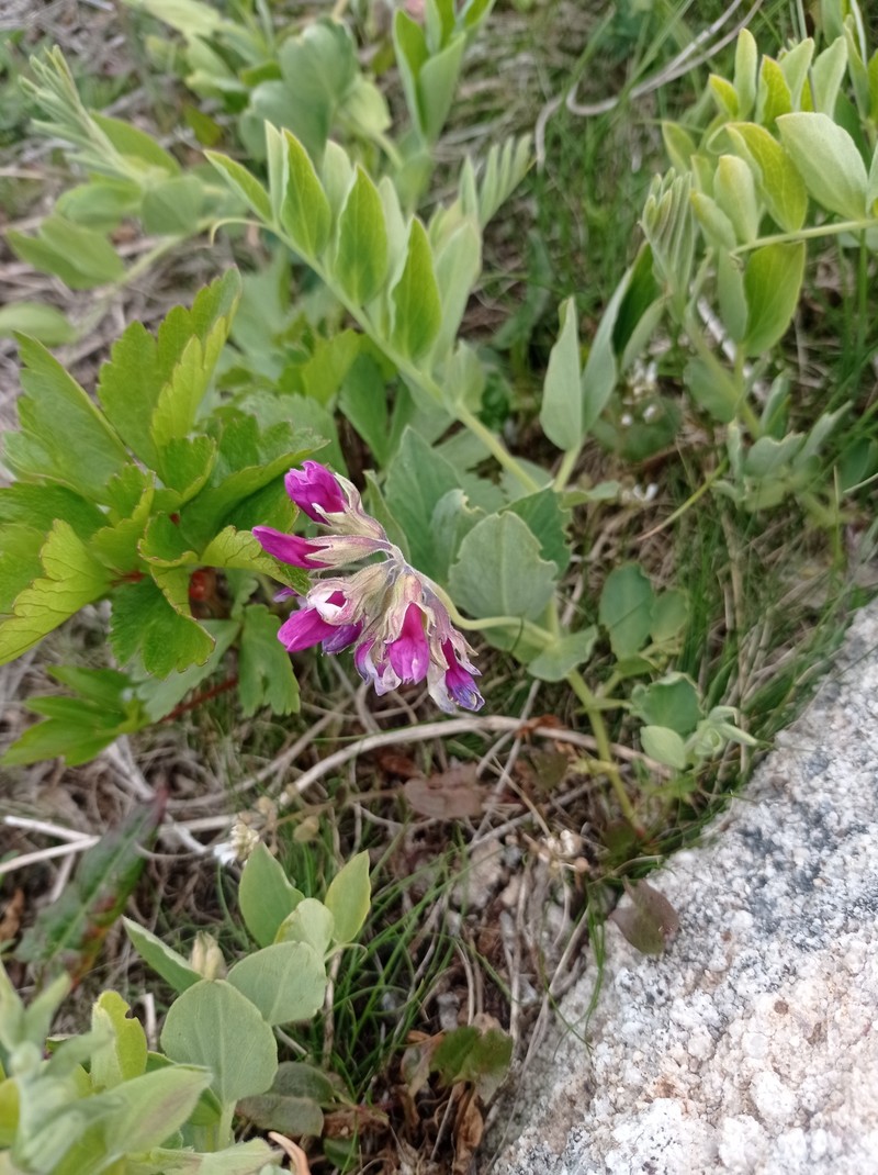 Lathyrus japonicus var. japonicus photo 3