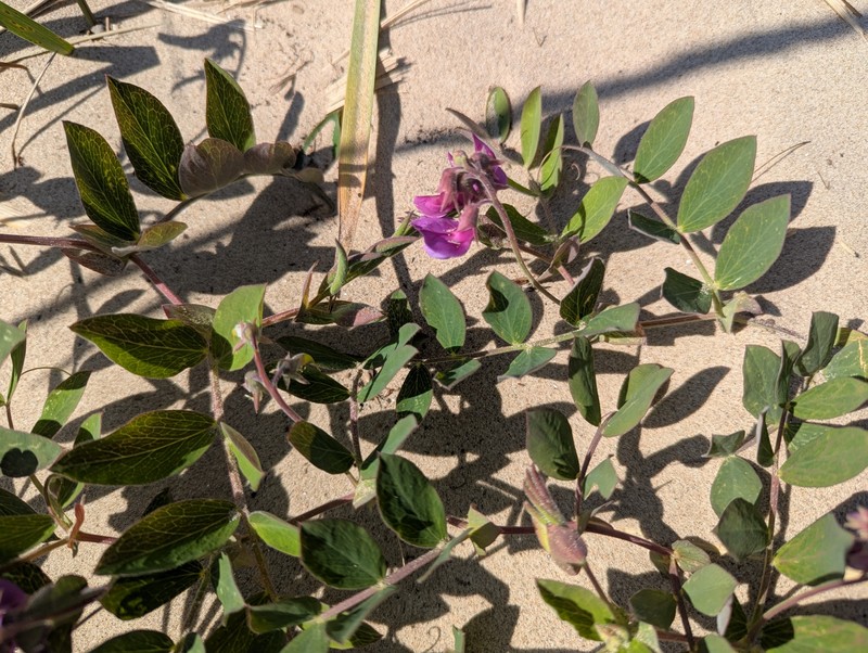 Lathyrus japonicus var. japonicus photo 4