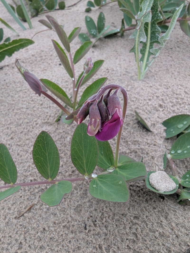 Lathyrus japonicus var. japonicus photo 5