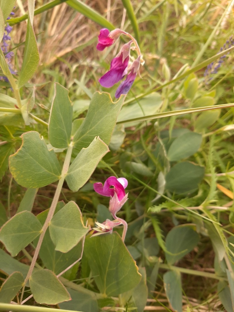 Lathyrus japonicus var. japonicus photo 6