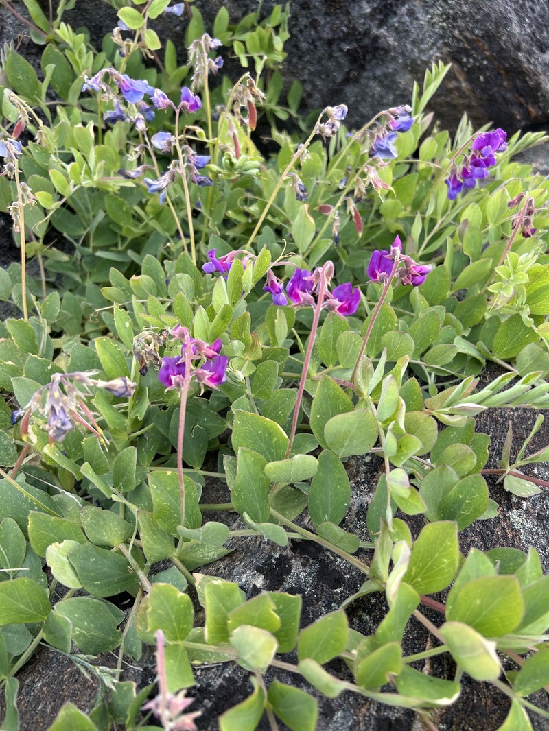 Lathyrus japonicus var. japonicus photo 7