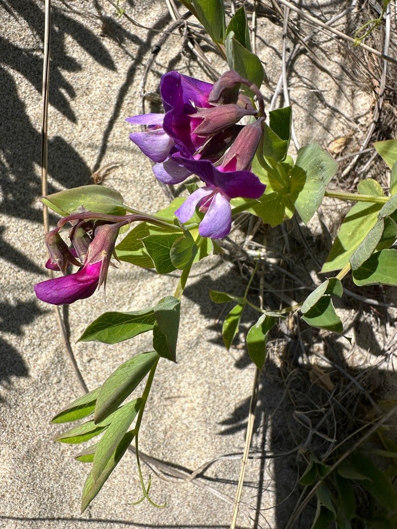 Lathyrus japonicus var. maritimus photo 2