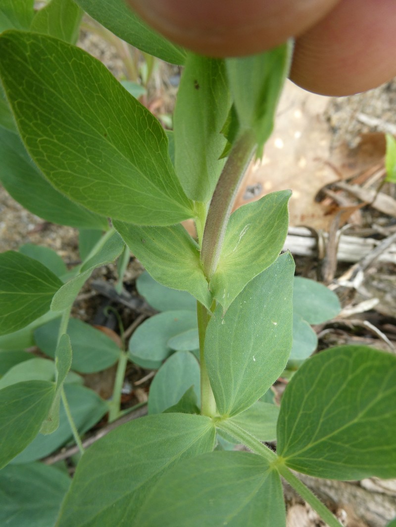 Lathyrus japonicus var. maritimus photo 3