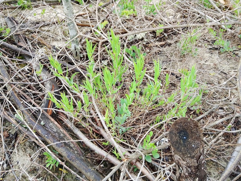 Lathyrus japonicus var. maritimus photo 4