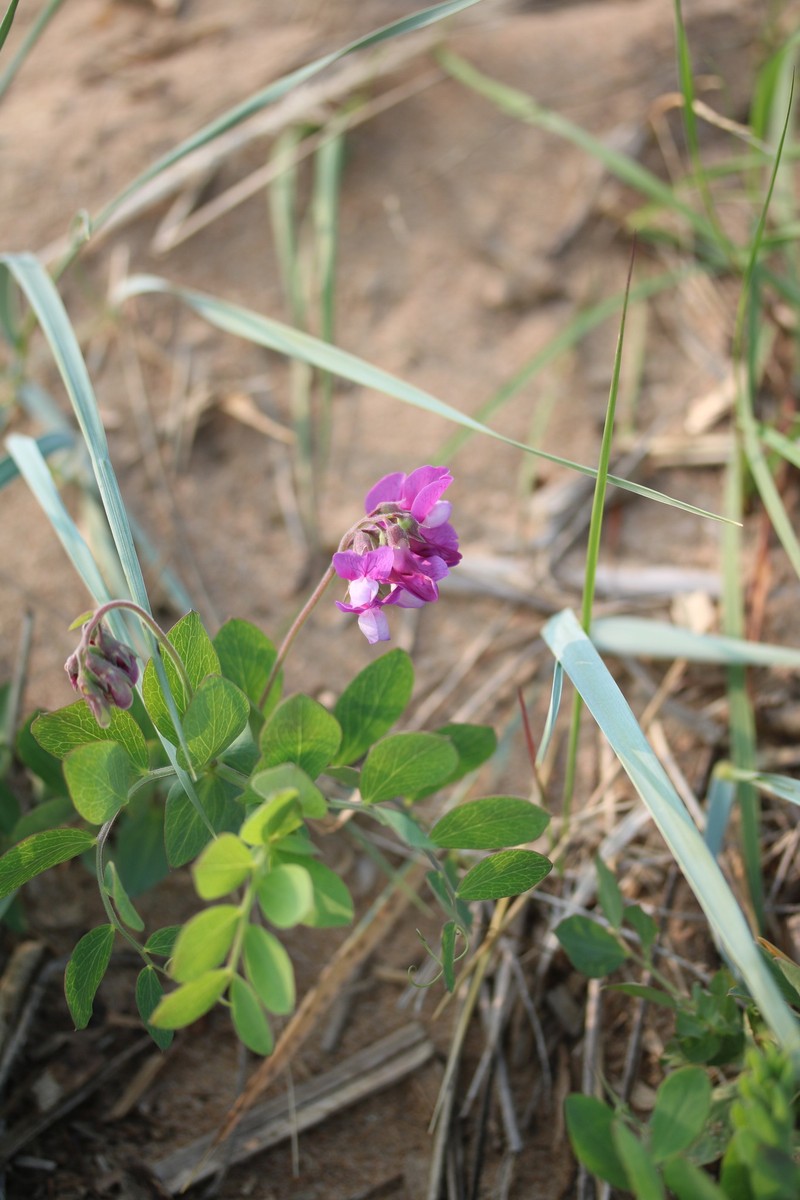 Lathyrus japonicus var. maritimus photo 5