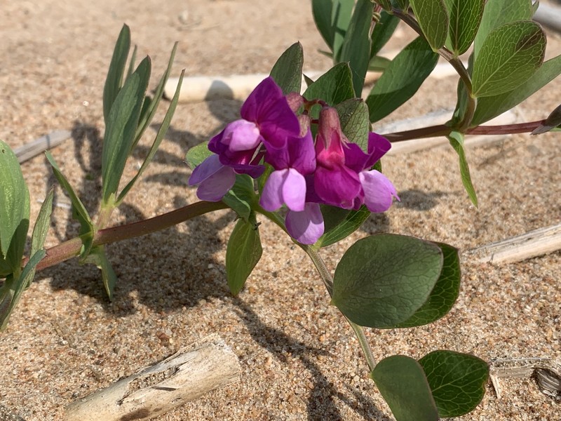 Lathyrus japonicus var. maritimus photo 6