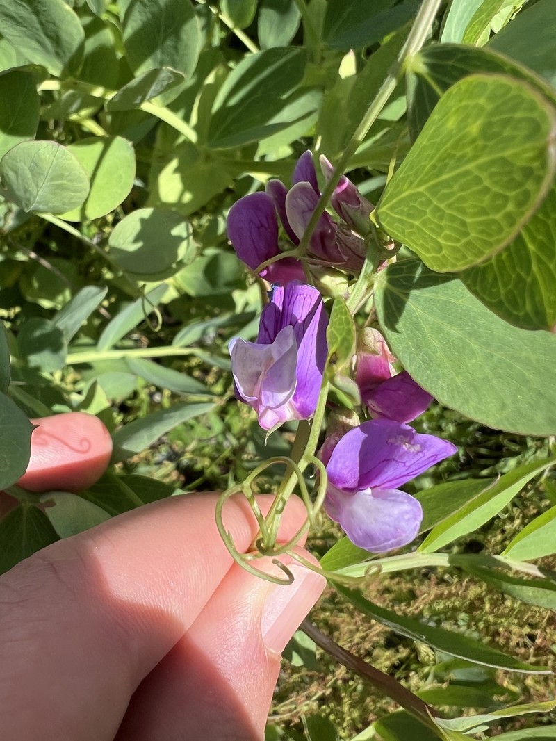Lathyrus japonicus var. maritimus photo 7