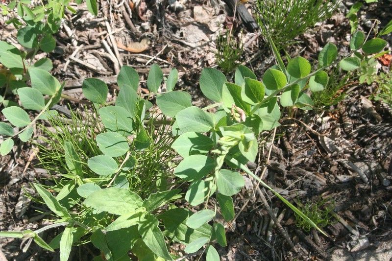 Lathyrus japonicus var. maritimus photo 8