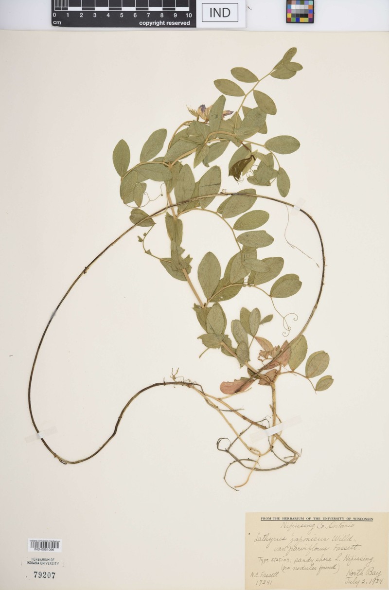 Lathyrus japonicus var. parviflorus