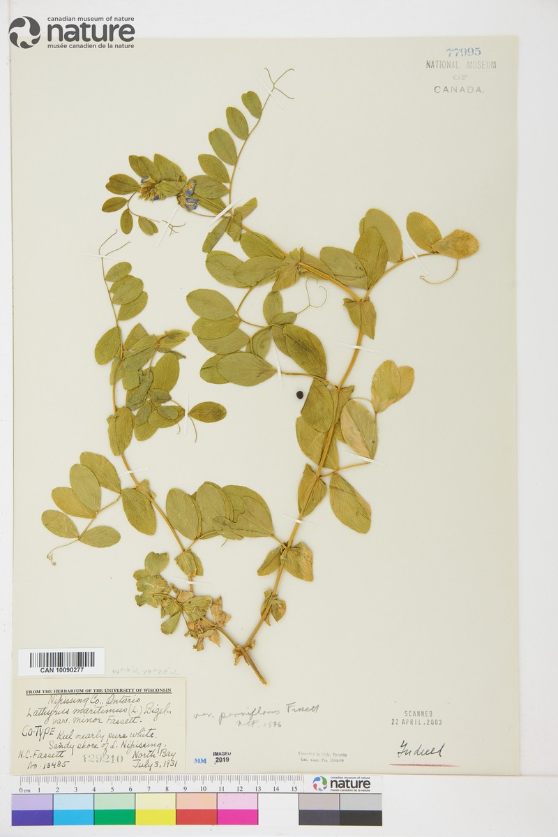 Lathyrus japonicus var. parviflorus photo 2