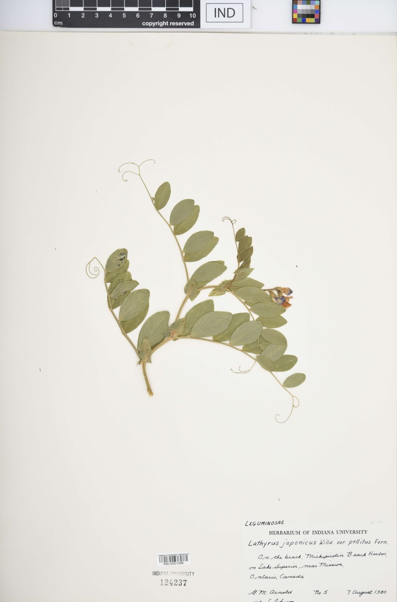 Lathyrus japonicus var. pellitus
