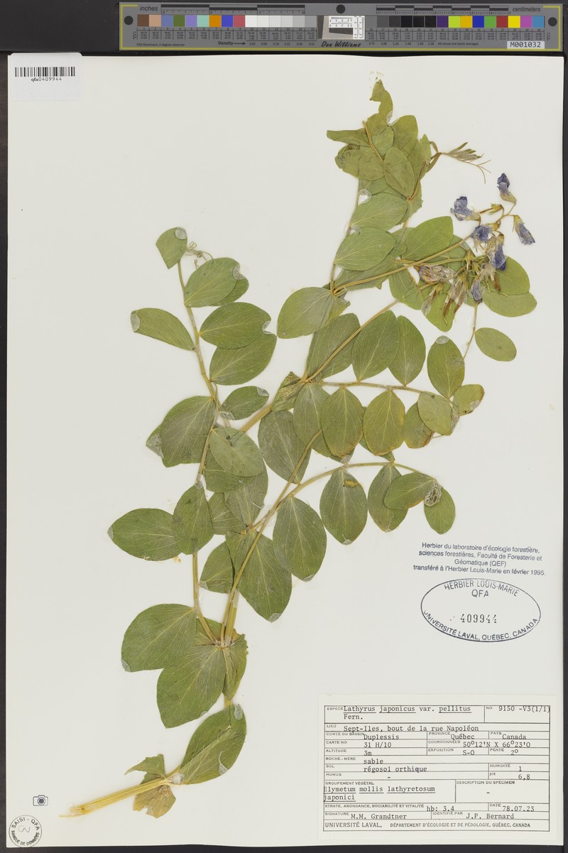 Lathyrus japonicus var. pellitus photo 2