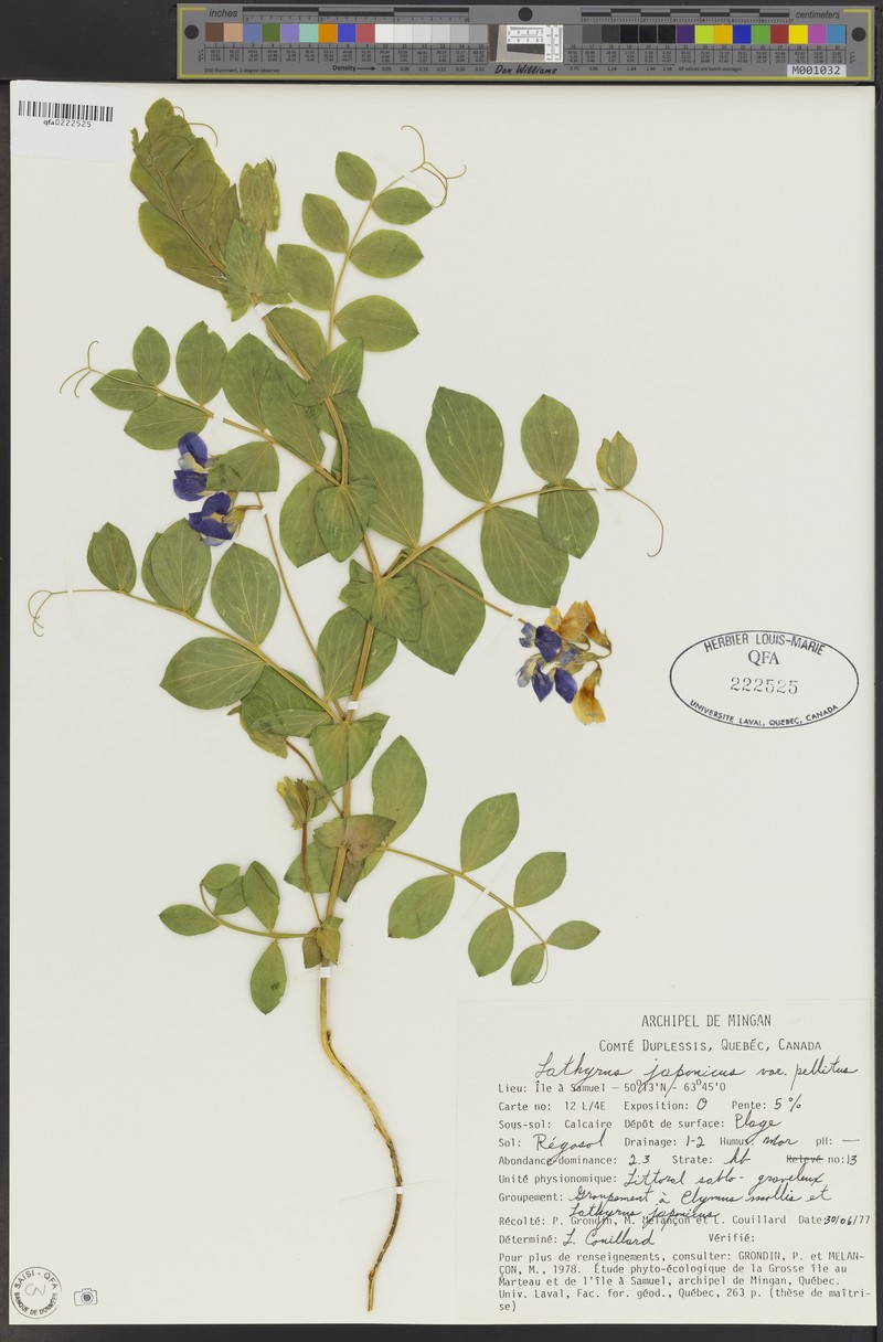 Lathyrus japonicus var. pellitus photo 3