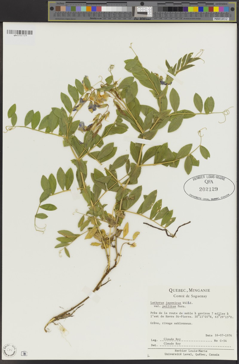 Lathyrus japonicus var. pellitus photo 4